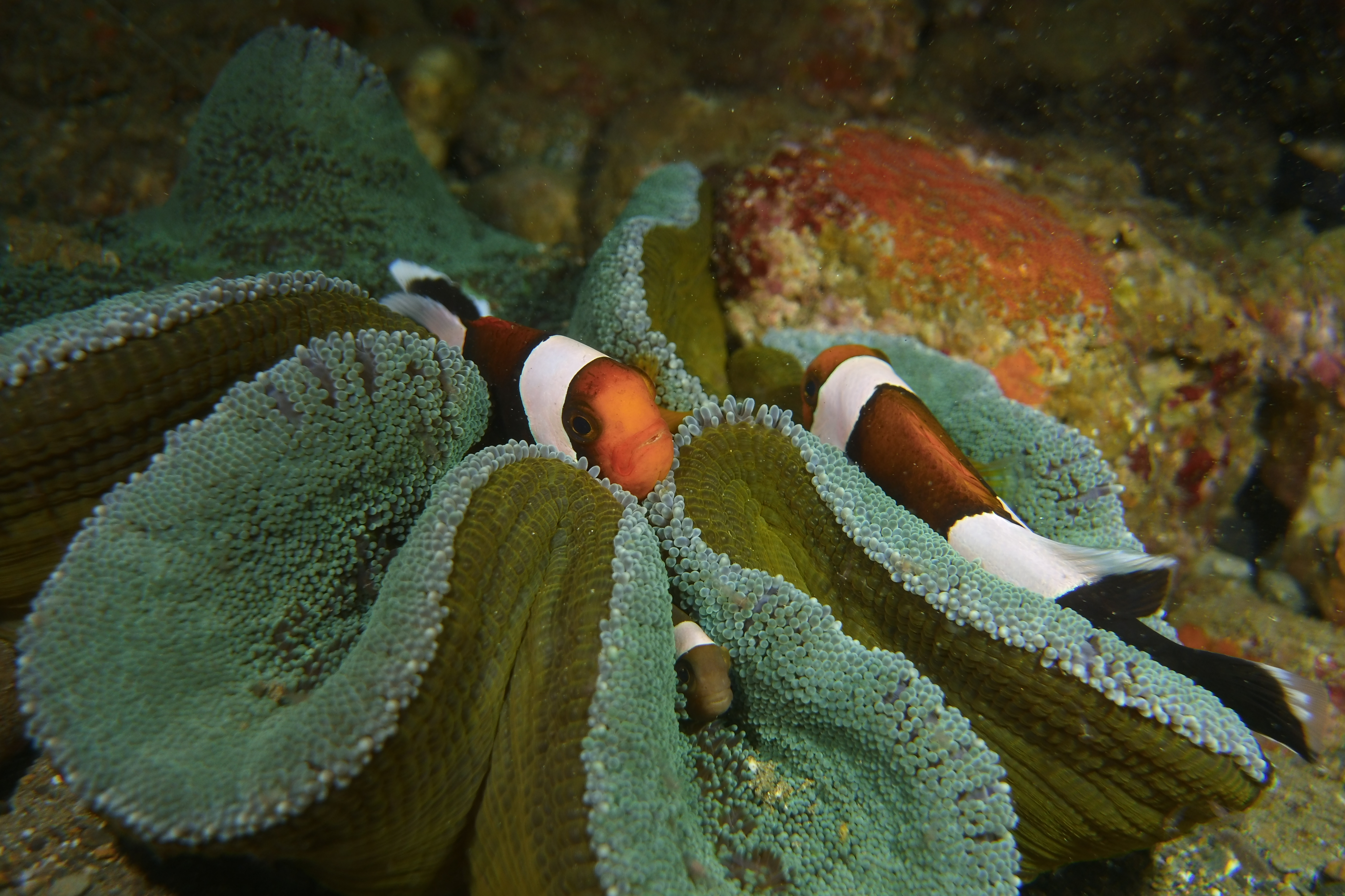 Haddon's sea anemone