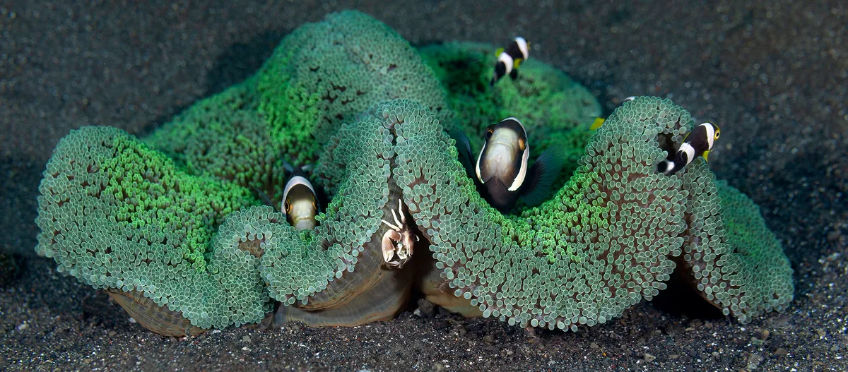 Saddleback Clownfish (Amphiprion polymnus) in Carpet Anemone - Stichodactyla haddoni