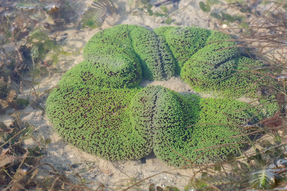 _Z2A0846 Stichodactyla haddoni