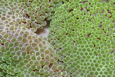 Stichodactyla haddoni