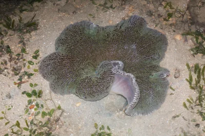 _Z2A9987 Stichodactyla haddoni