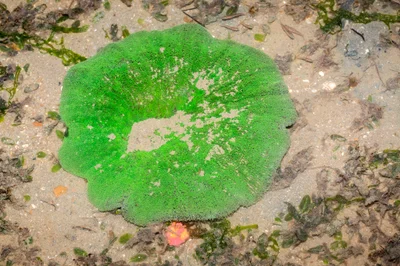 _Z2A6143 carpet anemone