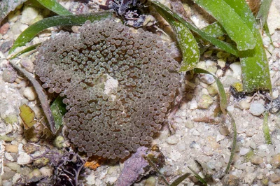 _MG_7783 carpet anemone