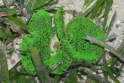Stichodactyla haddoni