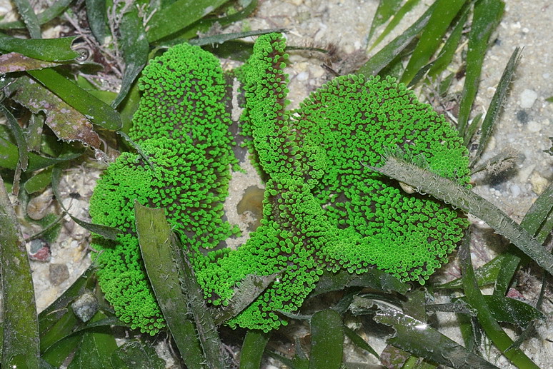 Stichodactyla haddoni