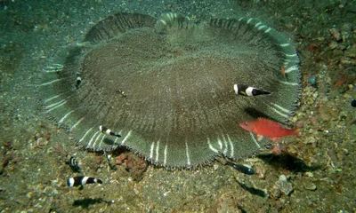Haddon's Anemone (Stichodactyla haddoni)