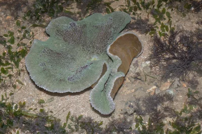 _Z2A0056 Stichodactyla haddoni