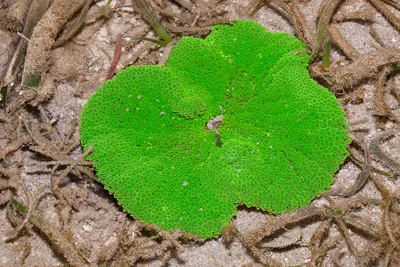 IMG_6636 Stichodactyla haddoni
