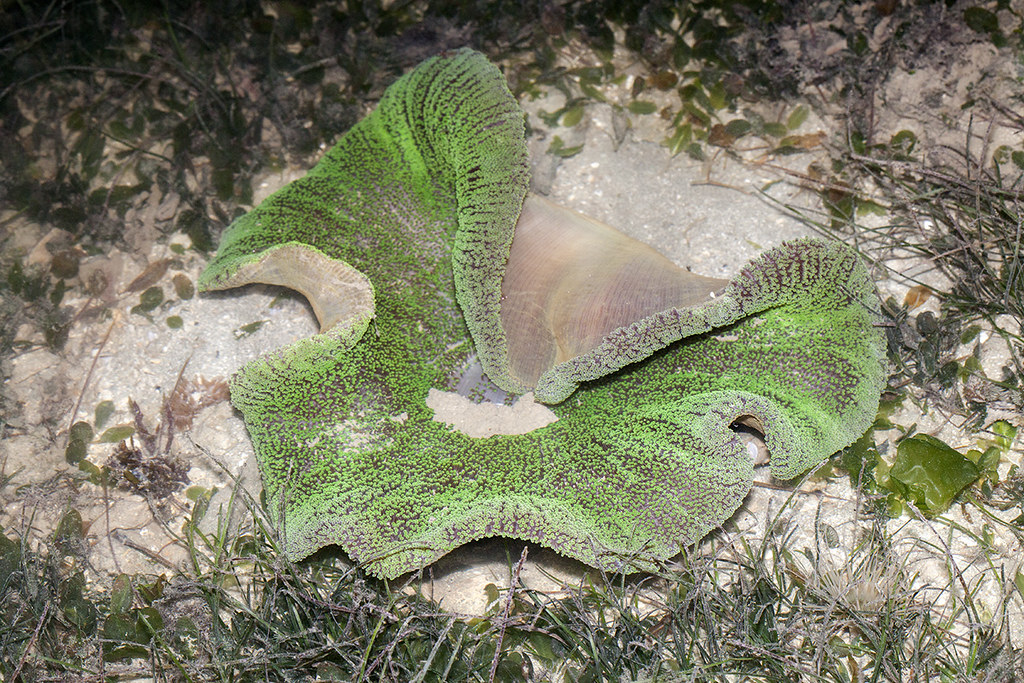 _MG_0330 Stichodactyla haddoni
