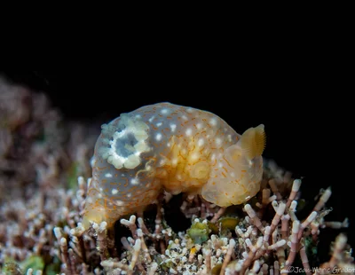 Gymnodoris okinawae