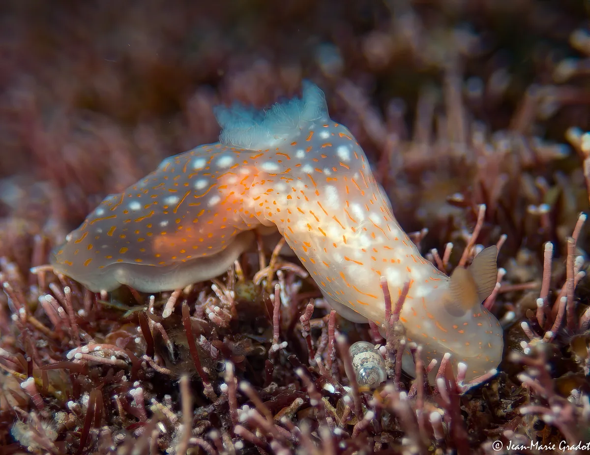 Gymnodoris okinawae