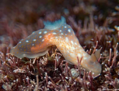 Gymnodoris okinawae