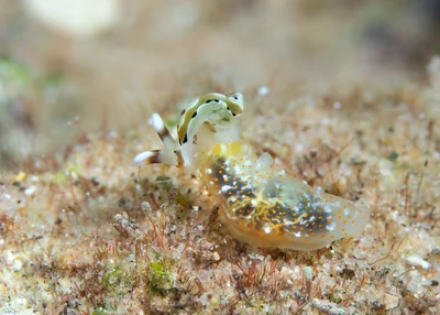 Gymnodoris okinawae