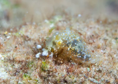 Gymnodoris okinawae