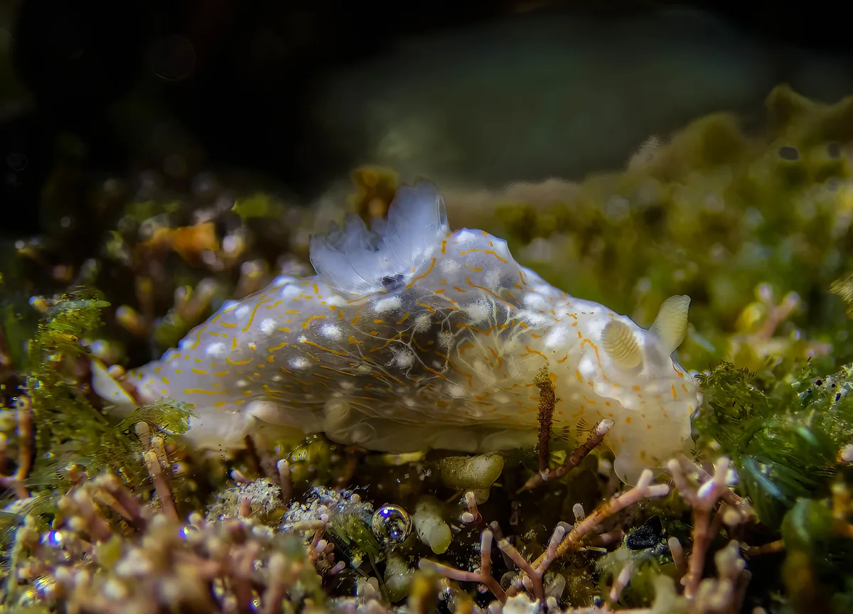 Gymnodoris okinawae LV