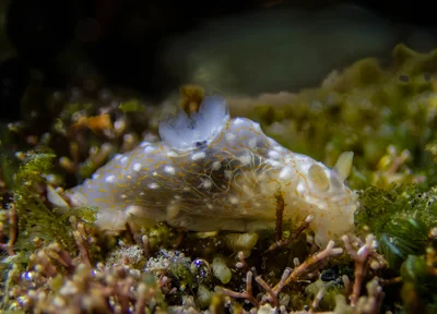 Gymnodoris okinawae LV