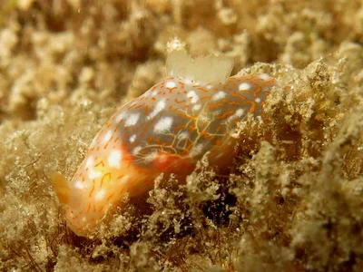 Gymnodoris okinawae