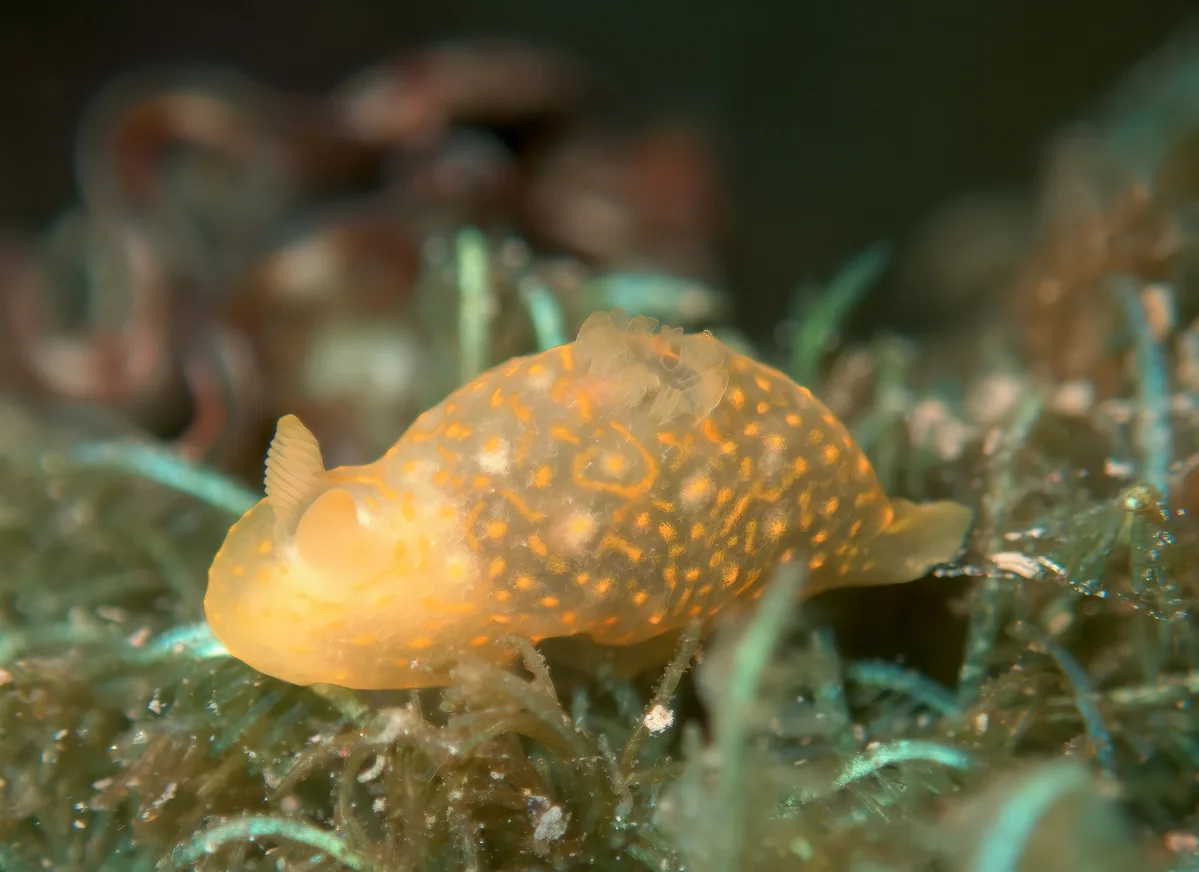 Gymnodoris okinawae 6mm