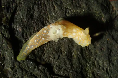 Gymnodoris okinawae