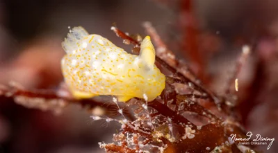 Gymnodoris okinawae - TW