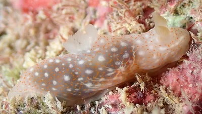Gymnodoris okinawae - Honolulu, HI, USA