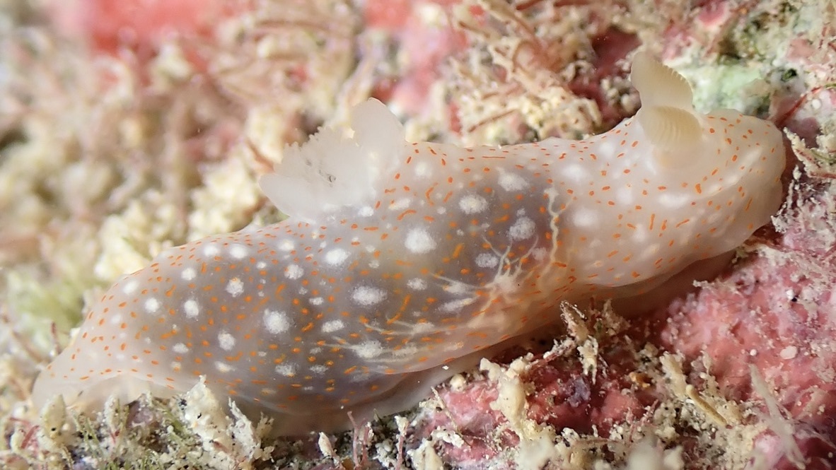 Gymnodoris okinawae - Honolulu, HI, USA
