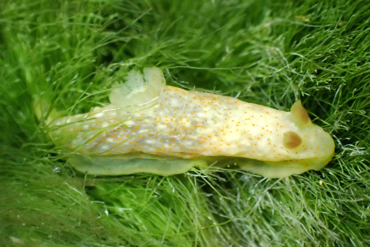 Gymnodoris okinawae - Touho, Nouvelle-Calédonie