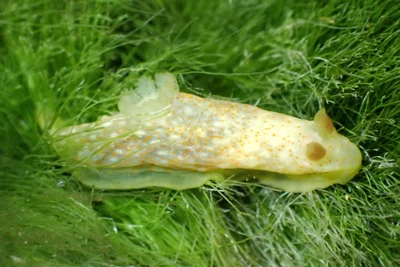 Gymnodoris okinawae - Touho, Nouvelle-Calédonie