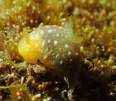 Gymnodoris okinawae - L'Étang-Salé, RE-PL, RE