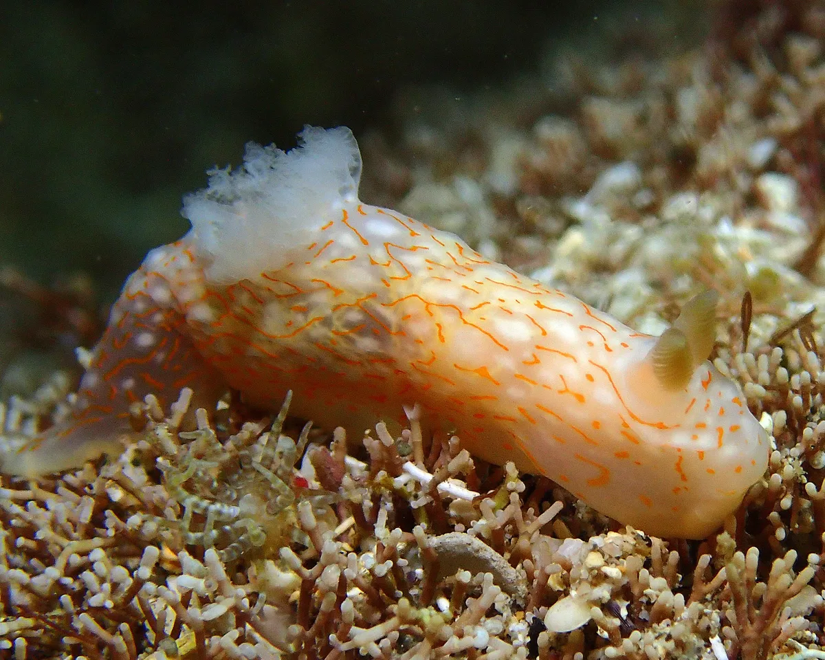 Gymnodoris okinawae - L'Étang-Salé, RE-PL, RE