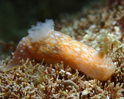 Gymnodoris okinawae - L'Étang-Salé, RE-PL, RE