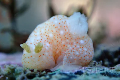 Gymnodoris okinawae - Makena Landing, HI, USA