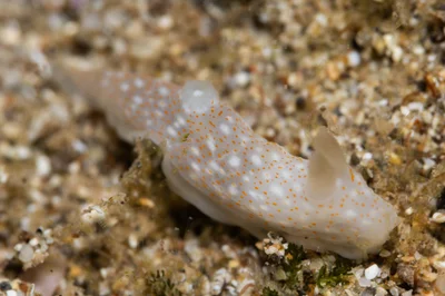 Gymnodoris okinawae - Hawaii, US