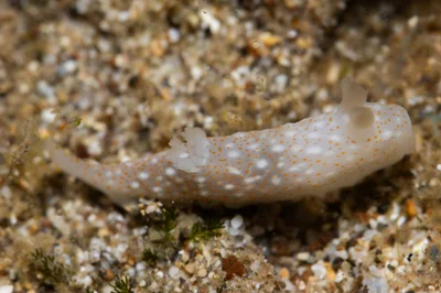 Gymnodoris okinawae - Hawaii, US