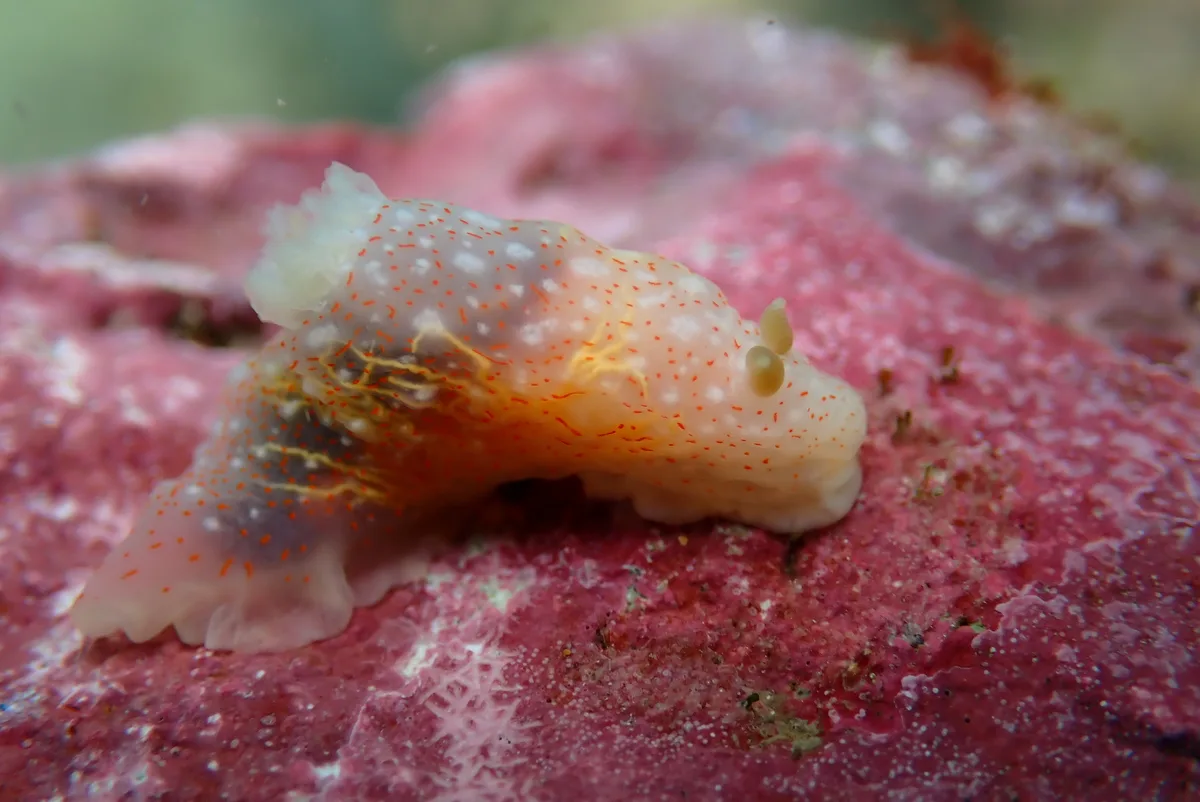 Gymnodoris okinawae - Makena Landing, HI, USA