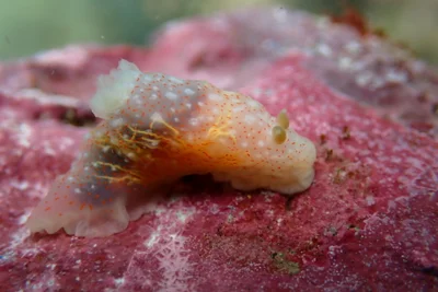 Gymnodoris okinawae - Makena Landing, HI, USA