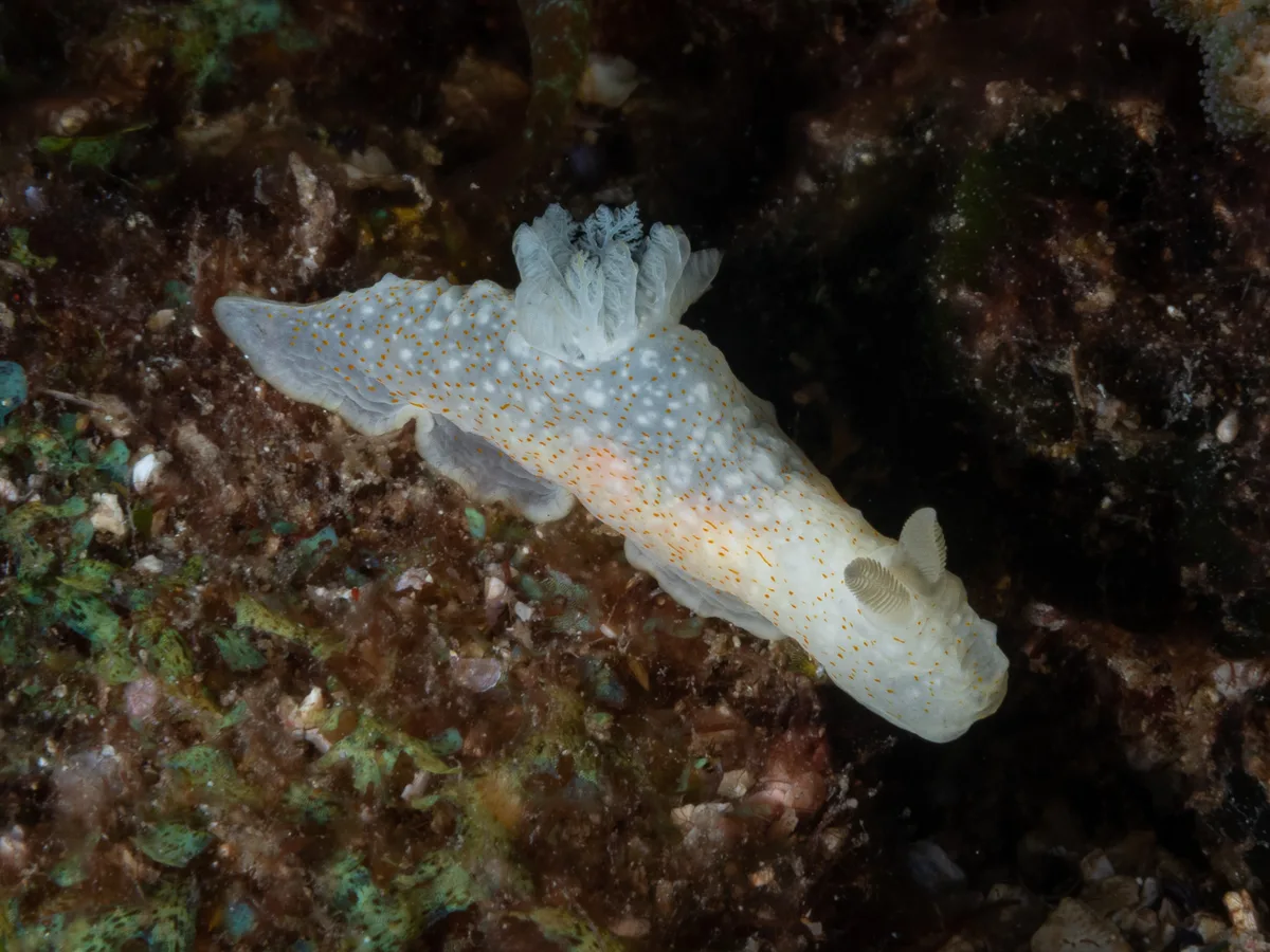 Gymnodoris okinawae - North Solitary Island, NSW, Australia