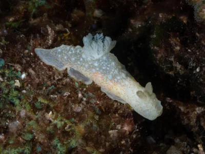 Gymnodoris okinawae - North Solitary Island, NSW, Australia