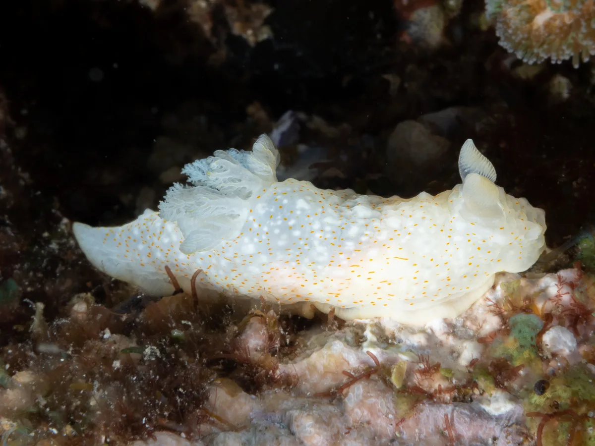 Gymnodoris okinawae - North Solitary Island, NSW, Australia