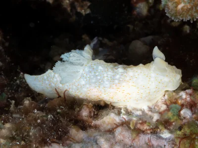 Gymnodoris okinawae - North Solitary Island, NSW, Australia