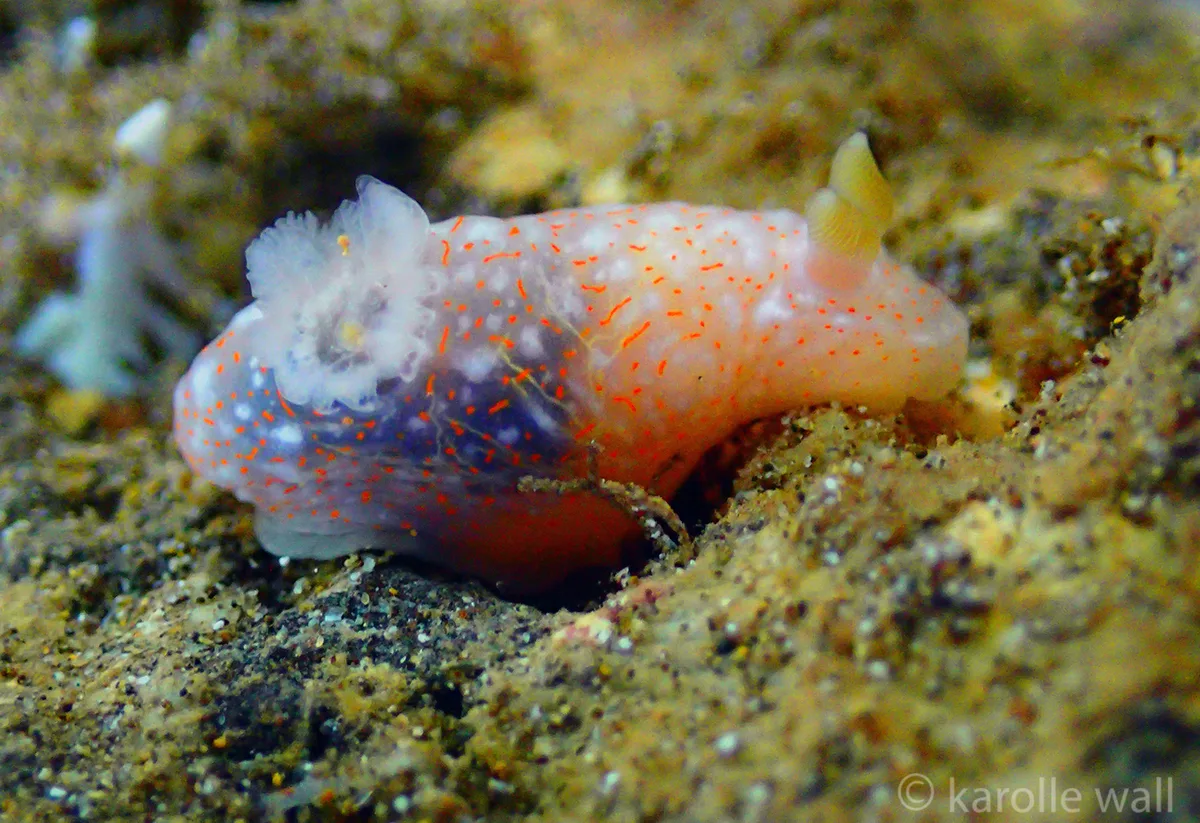 Gymnodoris okinawae - Ma'alaea Bay Kihei, HI 96753, USA