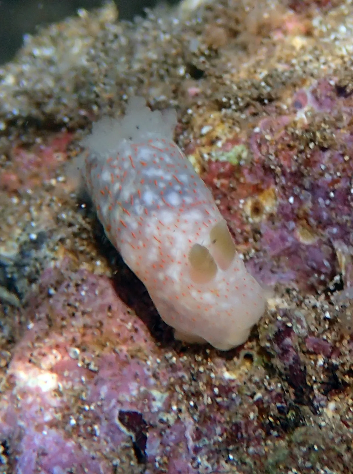 Gymnodoris okinawae - Ma'alaea Bay Kihei, HI 96753, USA