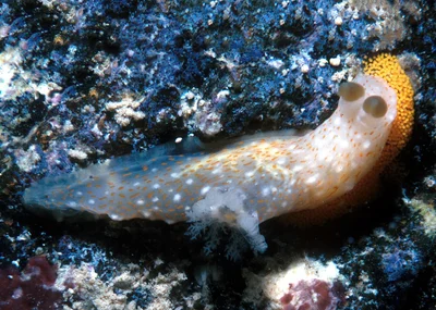 Gymnodoris okinawae - Kewalo reef, Oahu, Hawaii