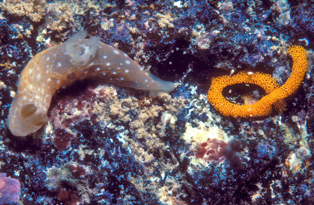 Gymnodoris okinawae - Kewalo reef, Oahu, Hawaii