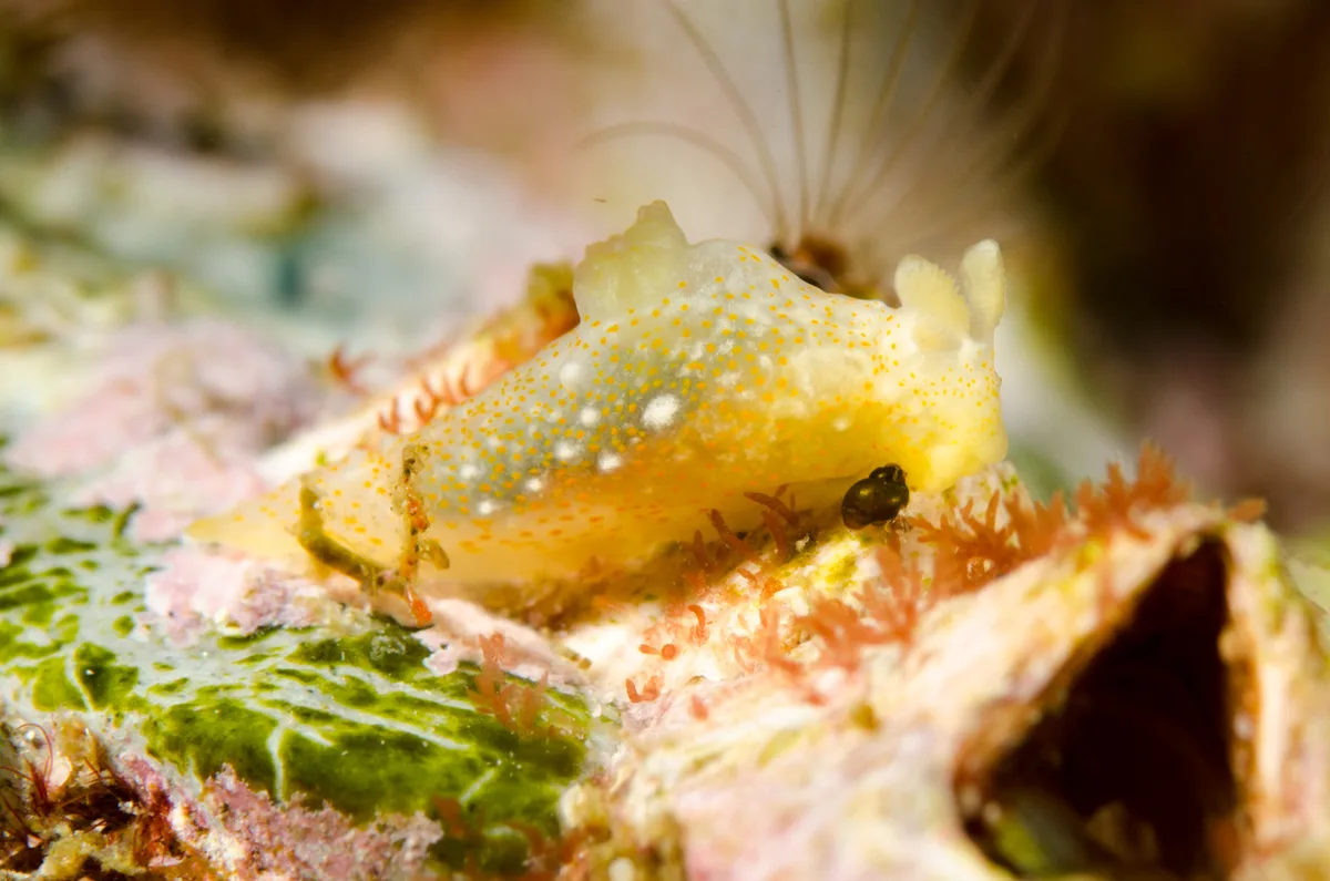 Gymnodoris okinawae - North Solitary Is