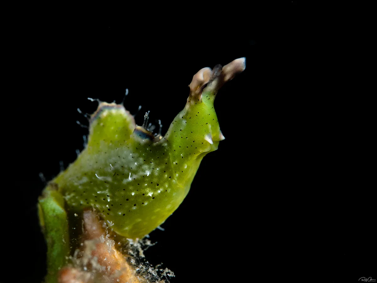 Elysia cf. tomentosa