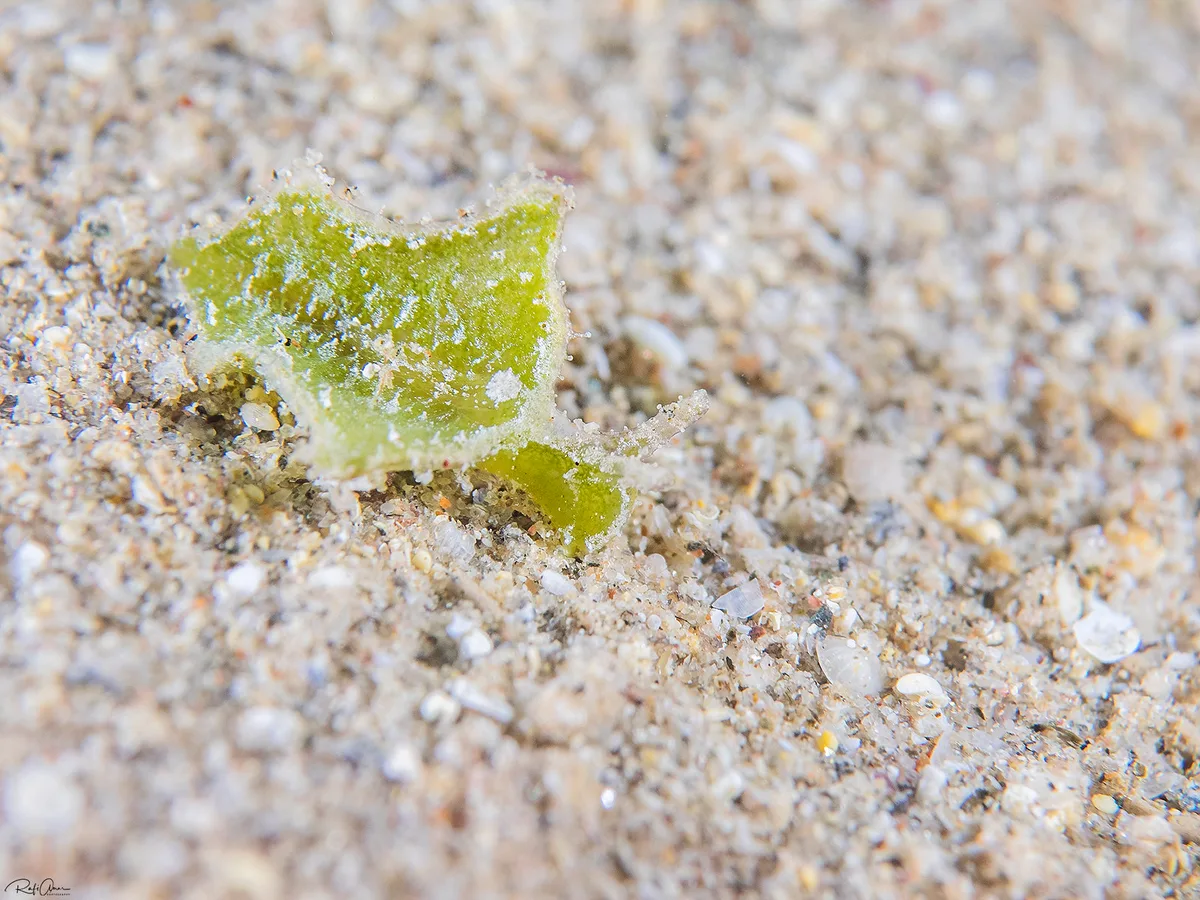 Elysia tomentosa