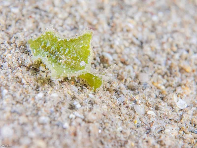 Elysia tomentosa
