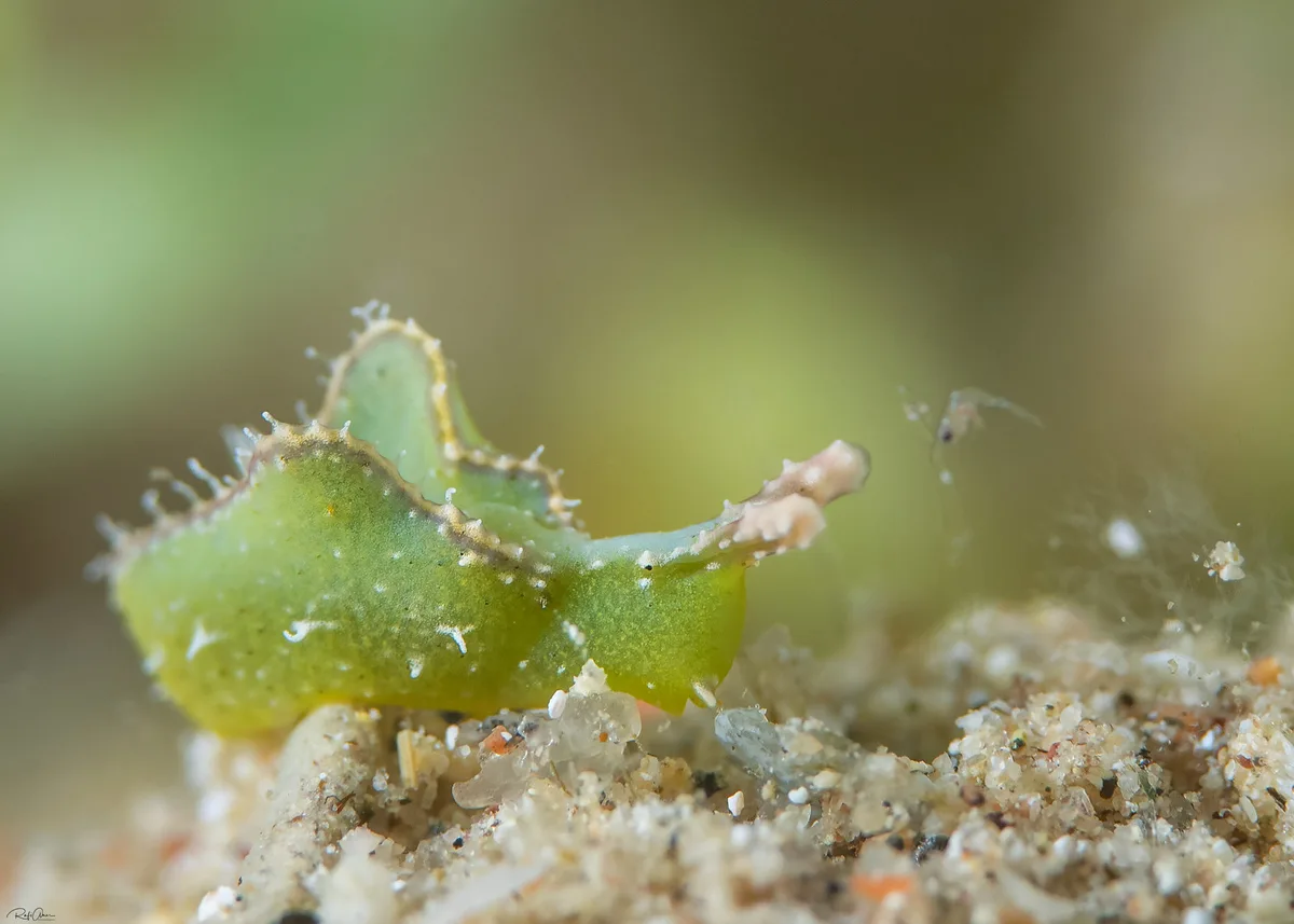 Elysia tomentosa