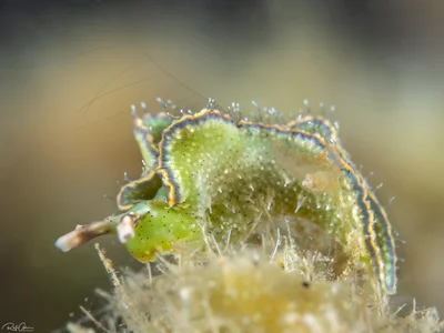 Elysia cf. tomentosa